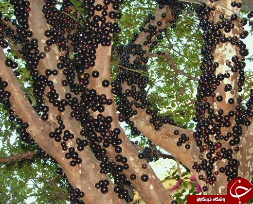 عکس/ درختی که تنه&zwnj;اش میوه می&zwnj;دهد!