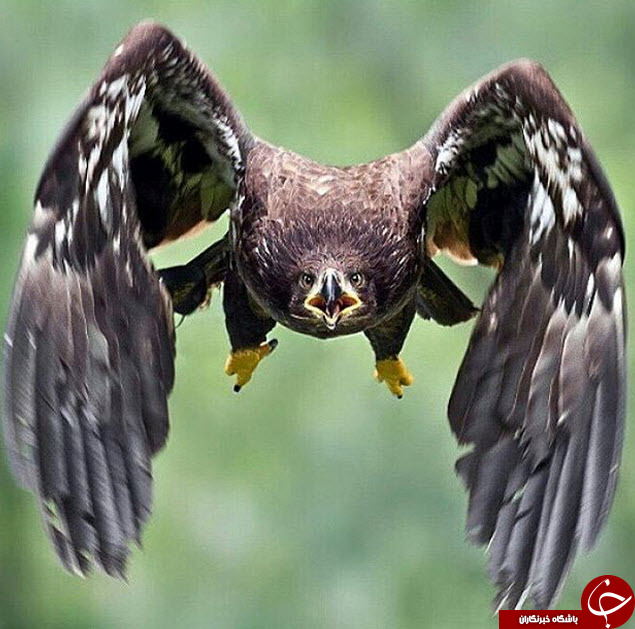تصاویر منتخب نشنال جئوگرافیک