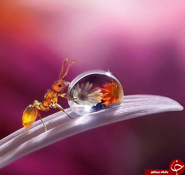 تصاویر منتخب نشنال جئوگرافیک