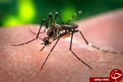 سی&zwnj;ان&zwnj;ان: حرکت ویروس زیکا در جهان سرعت گرفته است+ تصاویر
