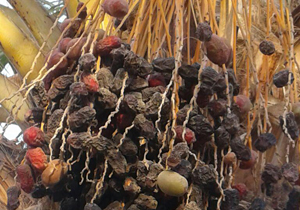 خشکیدگی محصول خرما در رودبار + تصاویر