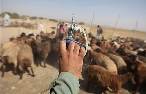 واکسیناسیون بیش از ۸۵هزار راس دام عشایر در قاین