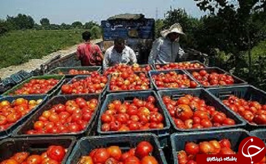 سریال تلخ گوجه کاران تاکستانی / پرداخت 8 میلیون حق گمرکی
