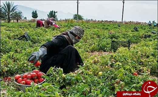 سریال تلخ گوجه کاران تاکستانی / پرداخت 8 میلیون حق گمرکی