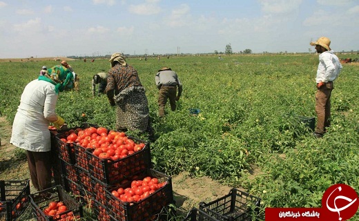 سریال تلخ گوجه کاران تاکستانی / پرداخت 8 میلیون حق گمرکی