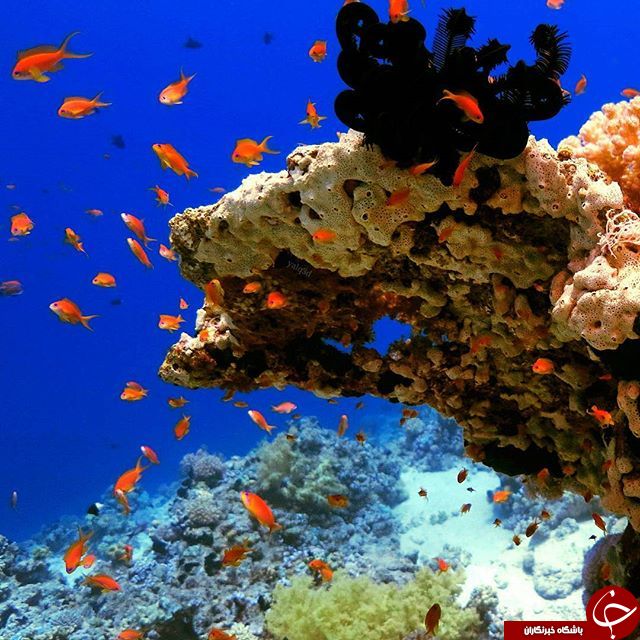 پربازدیدها در فضای مجازی؛