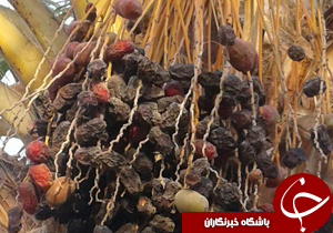 شهروندخبرنگار: خشکیدگی محصول خرما در رودبار + تصاویر