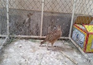 کشف و ضبط یک بال قرقاول