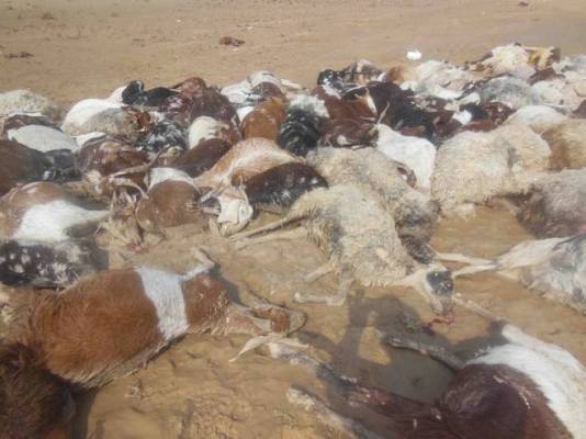 تلف 50 راس گوسفند بر اثر خوردن آب آلوده تلف 50 راس گوسفند بر اثر خوردن آب آلوده
