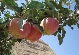 سیب دالاهو با شهرتی جهانی