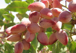 آغاز برداشت پسته از باغات داراب