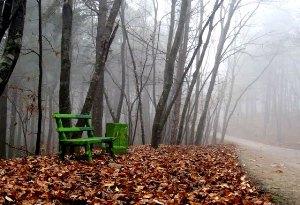 پارک جنگلی سراوان رشت دارای گونه های بی نظیر ﮔﯿﺎﻫﯽ