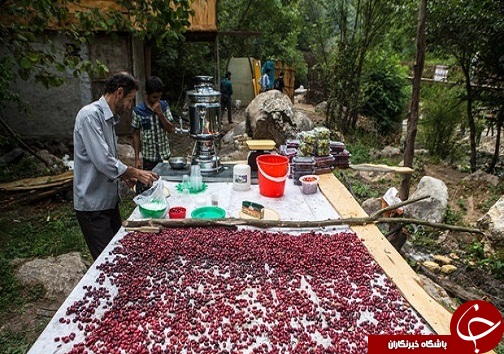 جشن زغال اخته در روستای هیر بخش الموت غربی