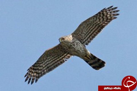 مهمترین حوادث هفته گذشته