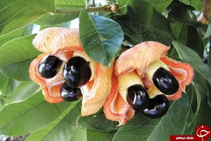 میوه&zwnj;های عجیبی که تاکنون ندیده&zwnj;اید