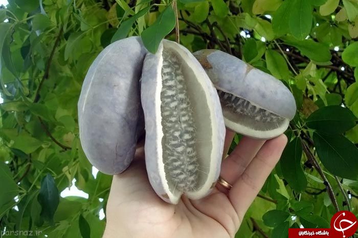 میوه&zwnj;های عجیبی که تاکنون ندیده&zwnj;اید