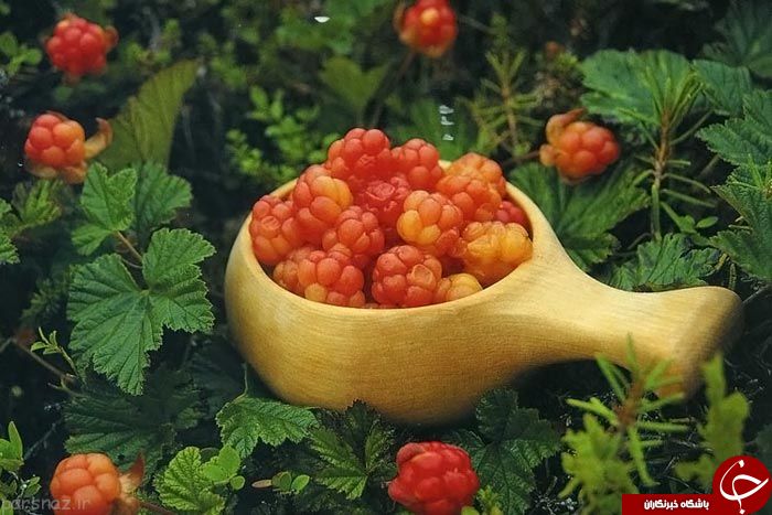 میوه&zwnj;های عجیبی که تاکنون ندیده&zwnj;اید