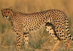جشنواره يوزپلنگ آسيايي در آران و بيدگل