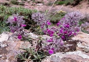 مادران باردار این دمنوش را نخورند/ "چای کوهی" آرامش را به شما برمی‌گرداند