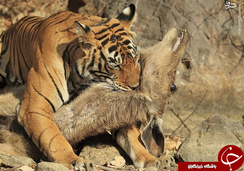 عکسی که 660 ساعت وقت گرفت