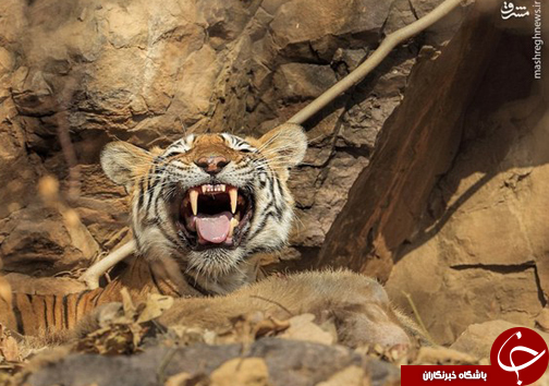عکسی که 660 ساعت وقت گرفت