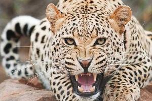ردپای پلنگ ایرانی در  دره شهر