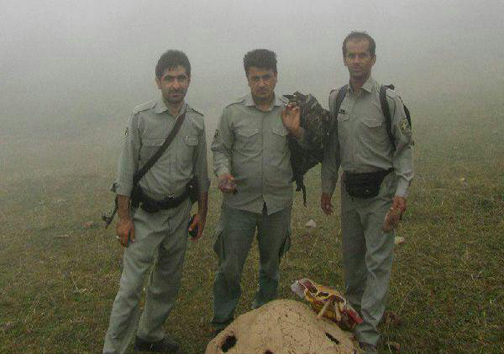 دستگیری متخلفان شکار پرندگان + تصویر