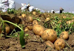 کشت مستقیم سیب زمینی  برای نخستین بار در شهرستان نمین
