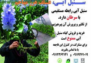 فروش سنبل آبی ممنوع شد