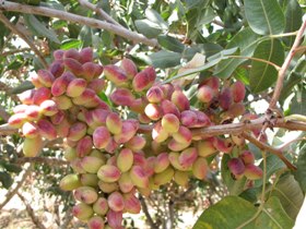 بیش از 16 هزار هکتار سطح زیر کشت پسته در خراسان جنوبی