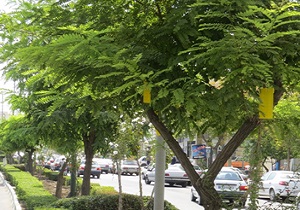 اجرای طرح مدیریت کنترل تلفیقی آفات گیاهان در ارومیه