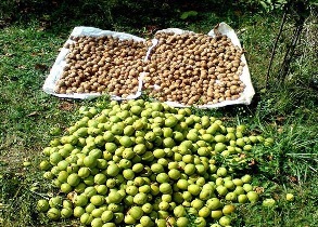 برداشت افزون بر 120 تن گردو از باغات بهاباد