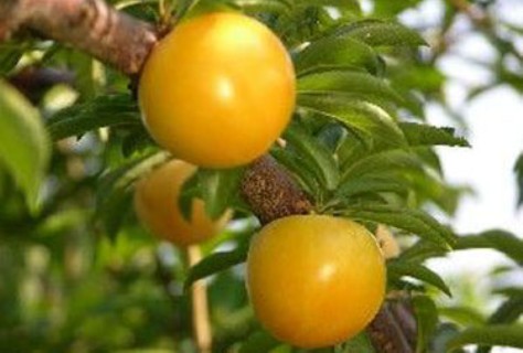 سلامتی چشم و قلب هدیه آلوهای گلستان