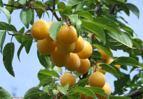 سلامتی چشم و قلب هدیه آلوهای گلستان