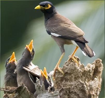 کشف 140 مرغ مينا قاچاق