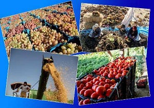 استان اردبیل پیشرو در تولید محصولات ارگانیک