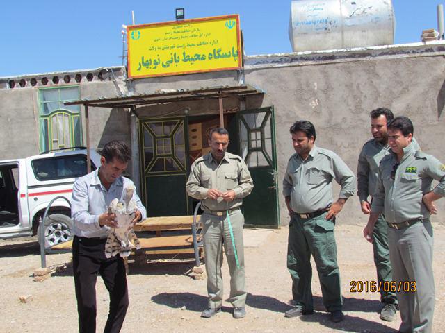 یک قطعه هوبره توسط نیکوکارمه ولاتی درطبیعت رها شد