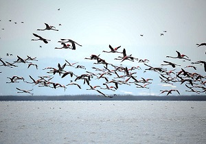 احداث باغ پرندگان در استان قم