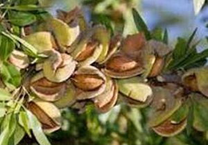 بر داشت بادام از باغات شهرستان نجف آباد