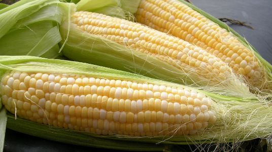 تولید ذرت دانه ای آب رفت