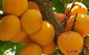 نرخ میوه و تره بار در آبادان