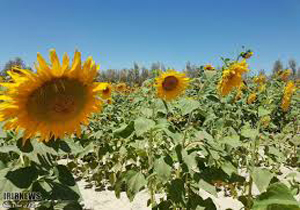 آغاز خرید محصول آفتاب گردان در شهرستان مانه و سملقان