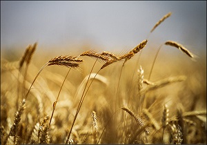 پرداخت ۴۱۰ میلیارد تومان مطالبات گندم‌کاران استان اردبیل