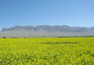 آغاز کشت کلزا در اراضی چهارمحال و بختیاری
