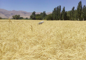 خرید تضمینی 6 هزار تن گندم از کشاورزان فارسانی