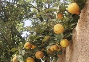 جاذبه های گردشگری قزوین در یک نگاه