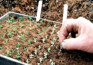 افتتاح سومین جشنواره و نمایشگاه ملی گیاهان دارویی،