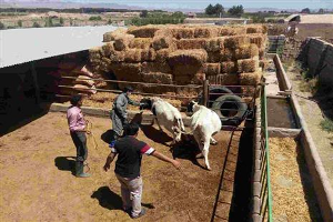 آغاز طرح ایمن سازی دام های سنگین در خراسان جنوبی