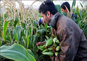 آغاز برداشت ذرت علوفه ای در شهرستان البرز