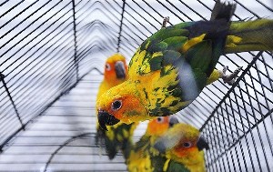 پایش و کنترل پرنده فروشی های سطح اهواز